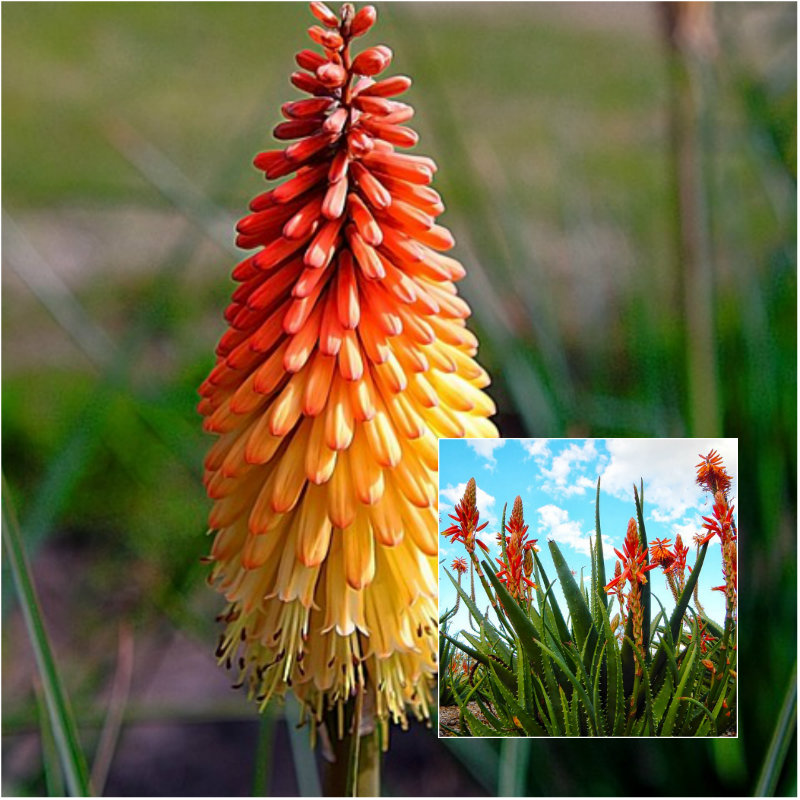 Red Hot Poker